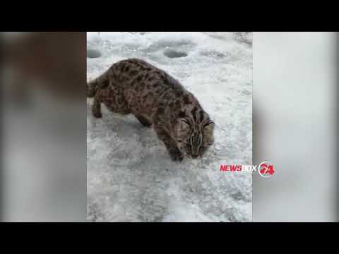 Камышовый кот пришел к лунке рыбака в Приморье