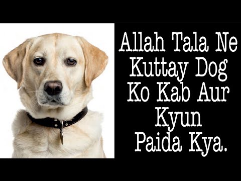 Allah Tala Ne Kuttay Dog Ko Kab Aur Kyun Paida Kya zada sey zada share karen subscribe kare chanel k