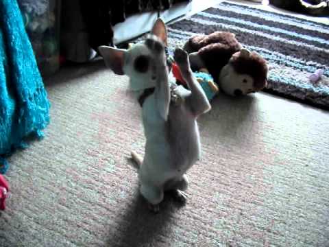 Bindi the Chihuahua - "Beg" - Dog Trick Video