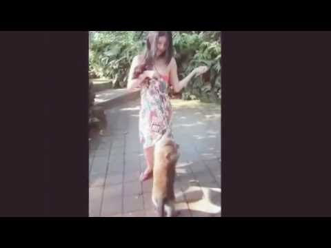 Monkeys getting naugty with girls. Funny animal attack videos