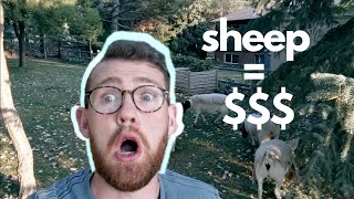 8 Ways to Save (AND MAKE) Money With Sheep