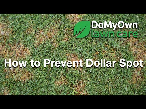  How to Prevent Dollar Spot Fungus Video 