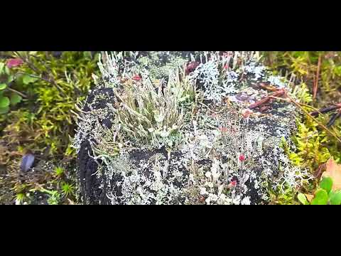 Moose und Flechten auf dem Weg