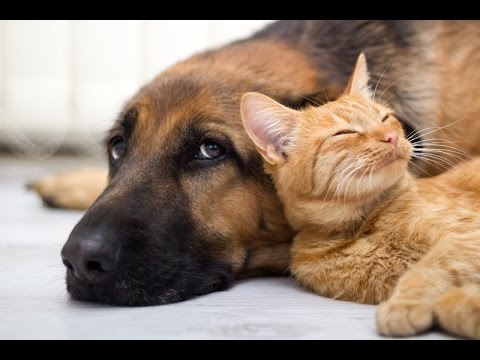 Kissing Dogs Compilation