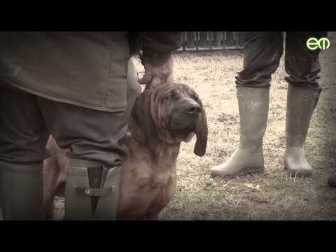 Kaszó Kupa 2015 - Idén is összegyűltek a vérebesek Somogyban