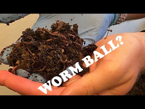 Search for Worm Balls & Hot Bin Discussion Vermihut WormBin Feeding #4 Tray 3 Vermicompost Worm Farm