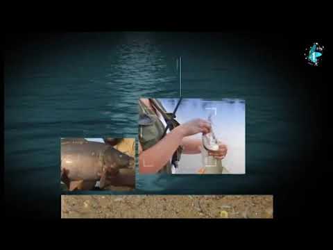 Čari Ribolova - Pecanje šarana na Dunavu (17.01.2021)