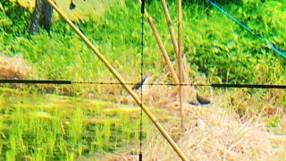 Download lagu akurat menembak burung ruak- ruak dari jarak jauh mp3