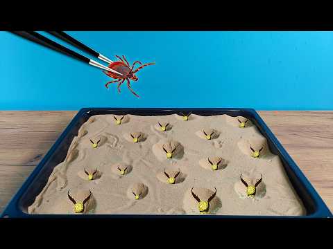 Что если Клещ кровопийца попадет в логово к муравьиным львам?