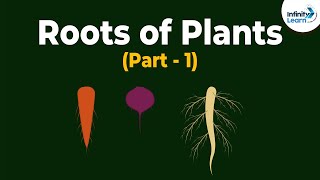 Roots of Plants | Morphology of Flowering Plants | Plant Morphology | Don't Memorise