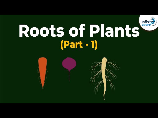 Προφορά βίντεο root στο Αγγλικά