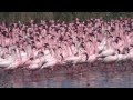 Lesser Flamingos At Kamfers Dam Kimberley RSA Fenicotteri Minori Alla Kamfers Dam