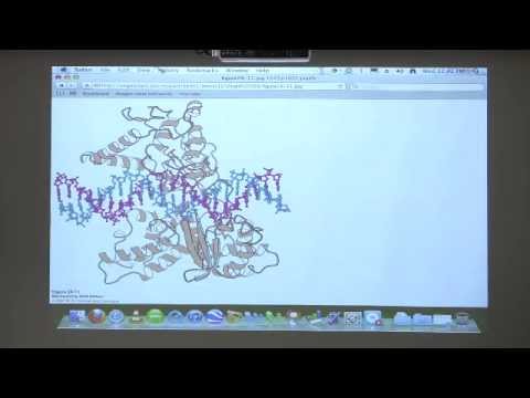 Kevin Ahern's Bite-Sized Biochemistry #41 - DNA Replication, Repair, Recombination I