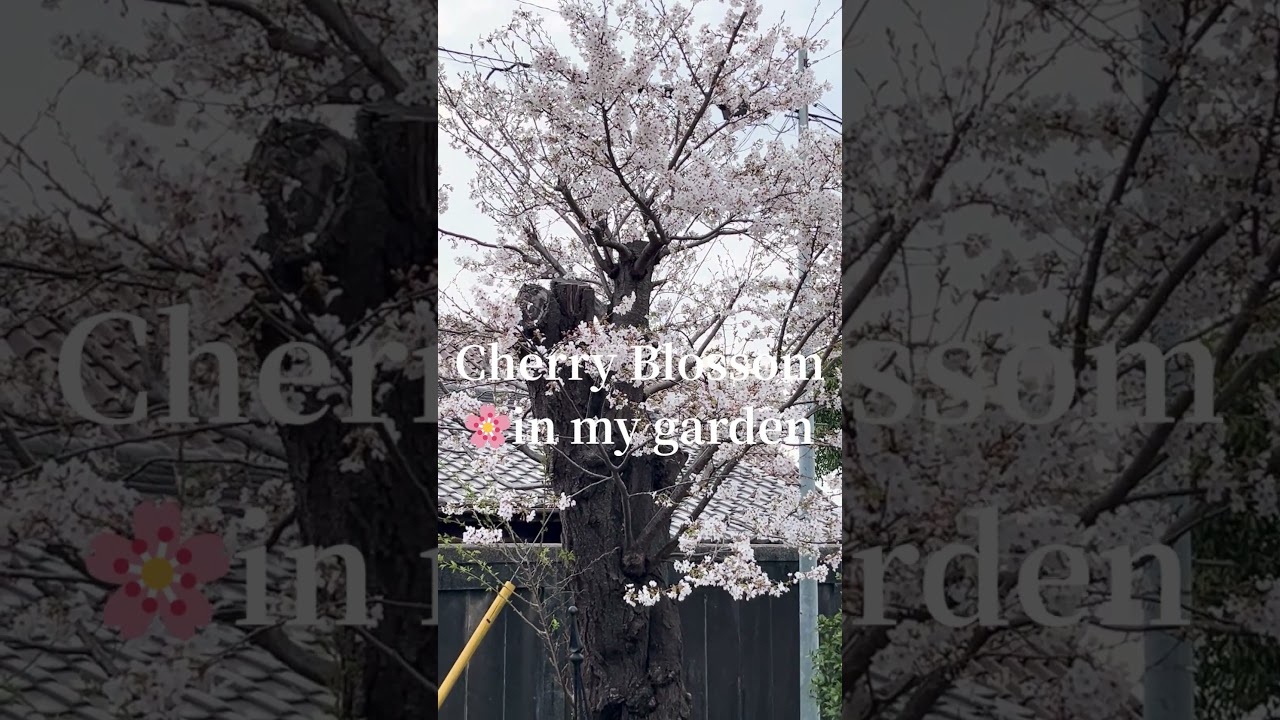 Cherry Blossom in my garden🌸　#cherryblossom #stylishgarden #shorts