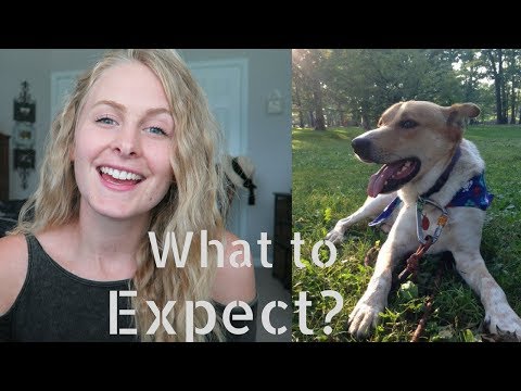 YouTube video about: Why do you want to adopt a dog answer?