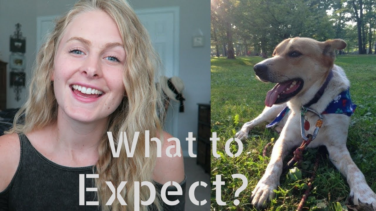 DOG ADOPTION: How It Works + How Long It Takes