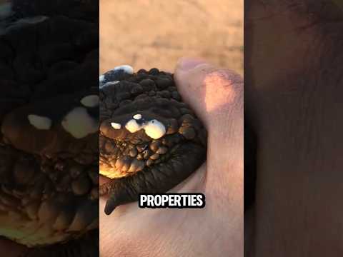 Why Harvest Toad Poison #dndx1