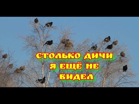 Столько дичи я ещё не видел,видео охота на весеннем тетеревинном току