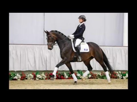 33 Dörte  Stute v. Demirel - San Remo (NLD)