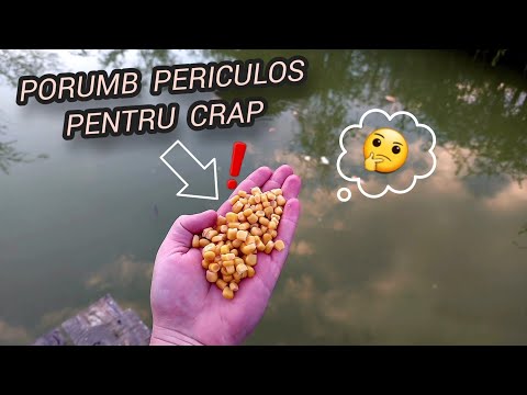 BALTA DIN GRADINĂ - CE DĂM MANCARE LA CRAP ?