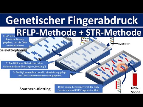 Genetic fingerprinting [RFLP method, STR method, gel electrophoresis] - [Genetic engineering, adv...