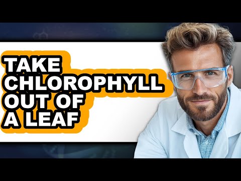 How To Take Chlorophyll Out Of A Leaf - Full Guide