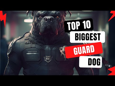 Top 10 Biggest Guard Dog Breed