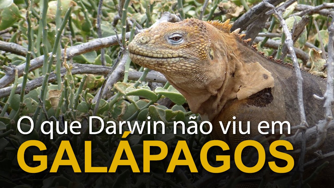 O que Darwin não viu em Galápagos