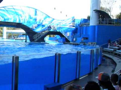 Seaworld whale show.... amazin....