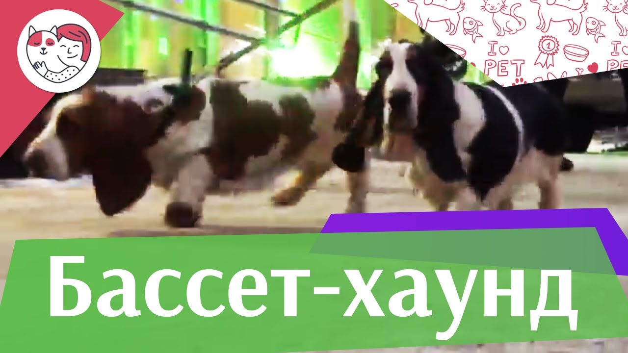 Бассет-хаунд на ilikepet