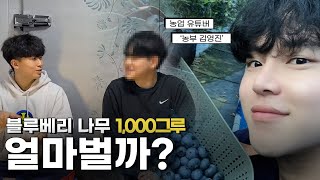 귀농4년차, 블루베리 농사 수익공개