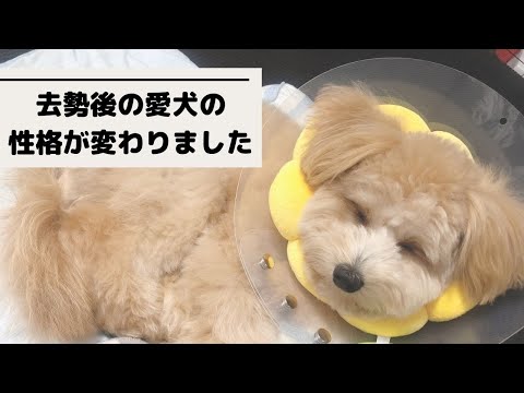 うちの犬が去勢手術後に攻撃的になってしまった原因と解決策
