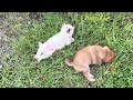 Shiba Inu dogs for sale: Shiba Inu Puppy 5 - Video 1