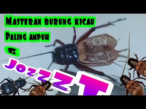 MASTERAN BURUNG KICAU