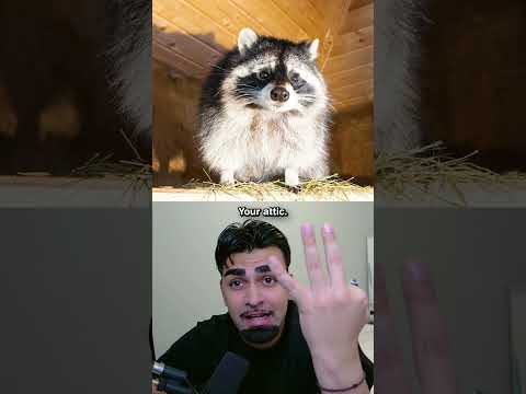 New Raccoon Update (i guess) 🤔