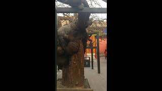 Emperor's Garden Forbidden City Beijing China Smog Wimolnan