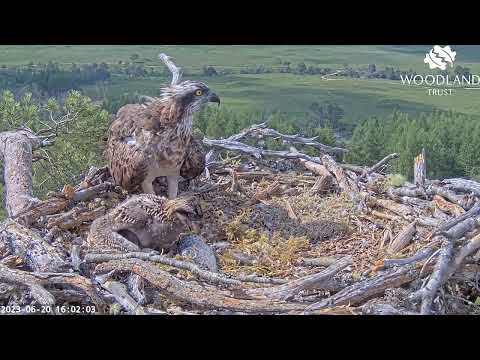 Major milestone achieved as the Loch Arkaig Osprey chick helps itself to fish 20 Jun 2023