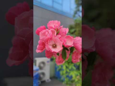 wow nice flowers 🌹 and quran tilawat recitation #flowers #islamicprayer #music #beautiful #foryou