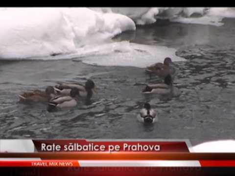 Raţe sălbatice pe Prahova