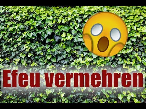 EFEU Vermehren | Ganz einfach | EINFACHWissen