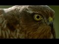 How sparrowhawks catch garden birds - Life in the Air: Episode 2 Preview - BBC One