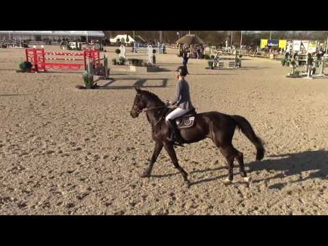 Quinn @ CSI2* Lier 1.45 LR