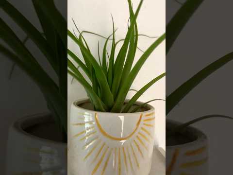 EASIEST plant to CARE for?! 🪴 #airplants