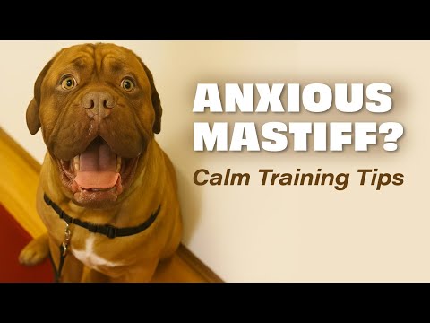 French Mastiff Anxiety Training