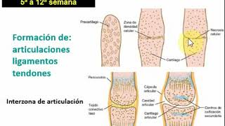 Desarrollo de las extremidades - Parte 2