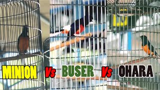Download lagu Minion VS Buser VS Ohara !! Adu kualitas murai terbaik indonesia mp3 Download lagu Minion VS Buser VS Ohara !! Adu kualitas murai terbaik indonesia mp3