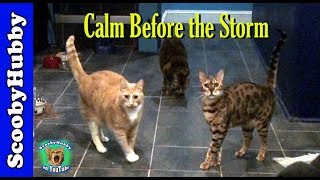 Calm Before the Storm -- Cat Clips #179