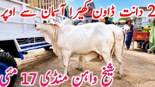 Download lagu Today Sheikh Wahan Cow Mandi Latest Video Qurbani 2026 Animals || Global Village Farming  mp3