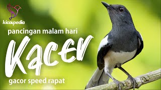 Download lagu Masteran Dan Pancingan Kacer Malam Hari Agar Gacor dan Emosi mp3