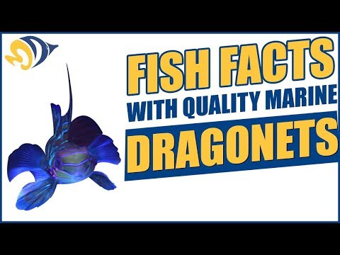 Fish Facts with Quality Marine, Episode 2 - Dragonets